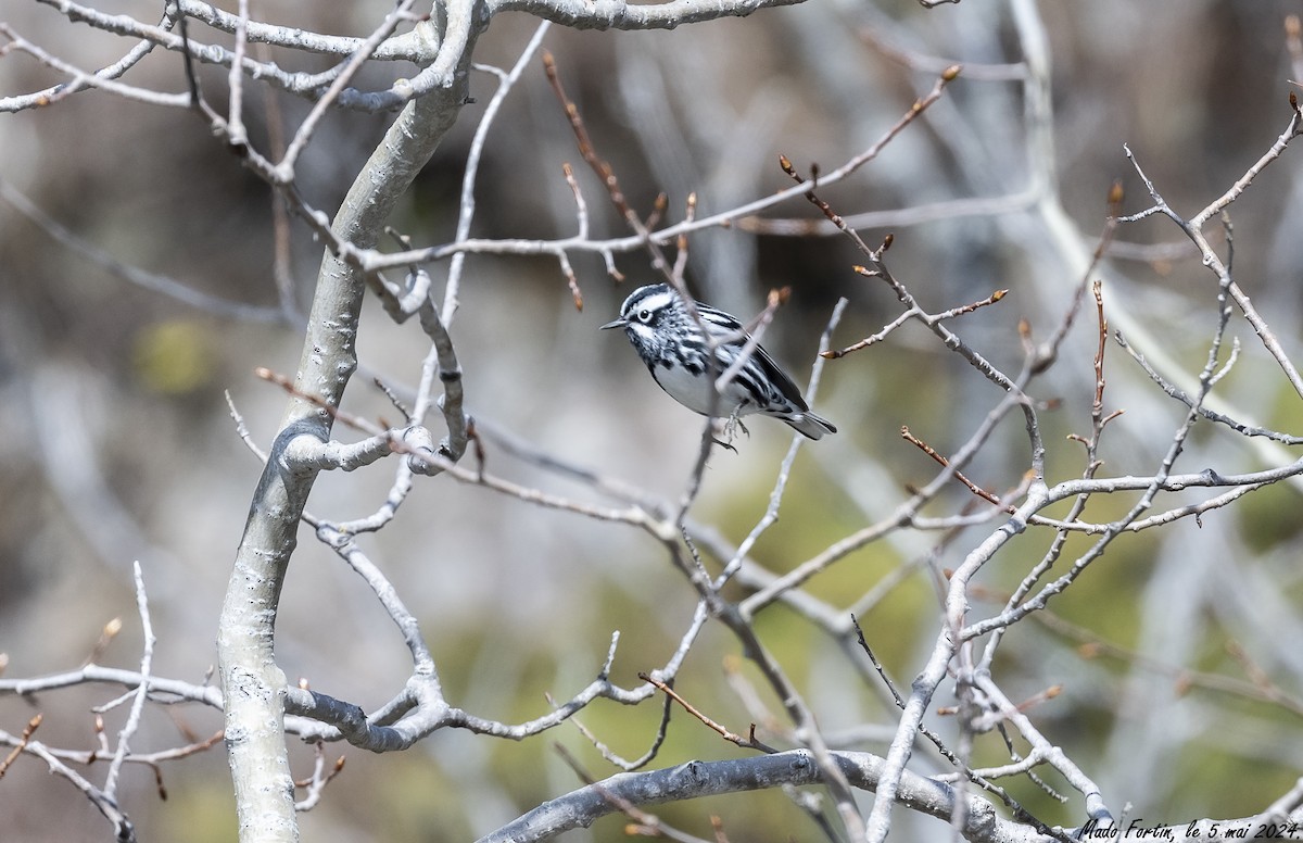 Black-and-white Warbler - ML618521775