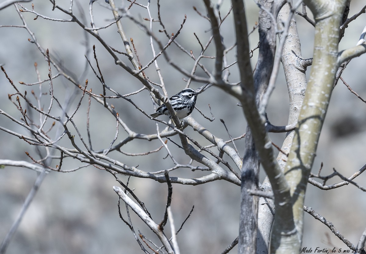 Black-and-white Warbler - ML618521776