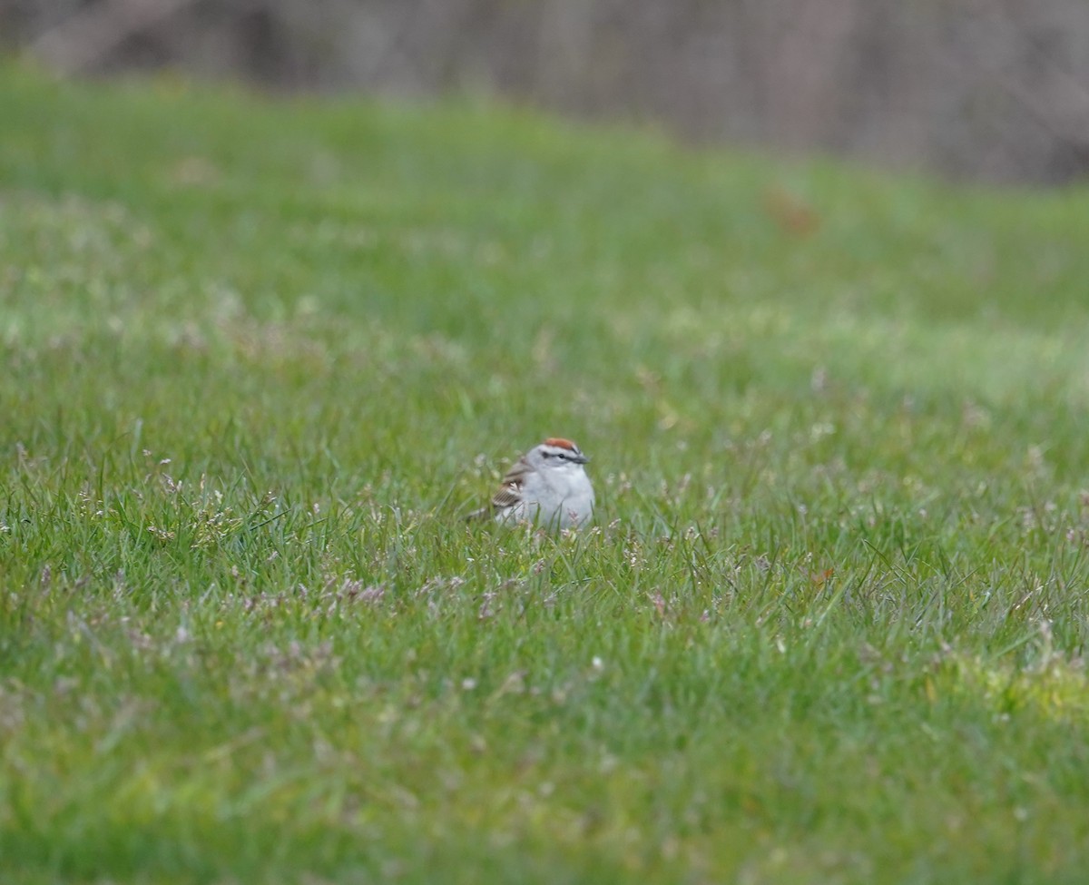 Chipping Sparrow - Louis Dentiste