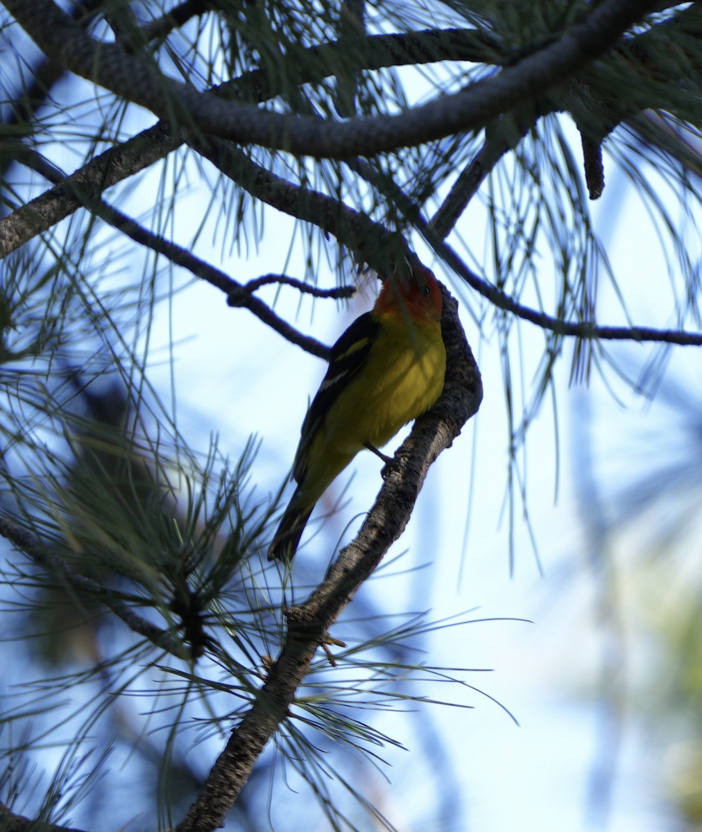 Western Tanager - ML618521824