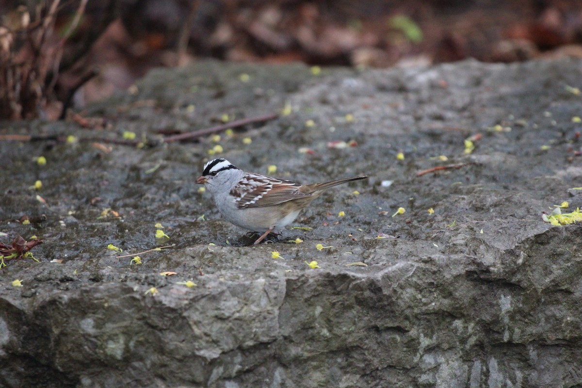 White-crowned Sparrow - ML618521839