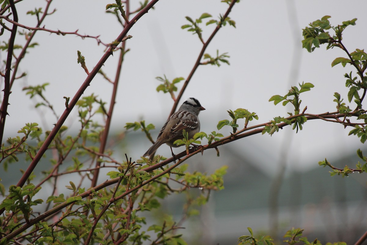 White-crowned Sparrow - ML618521840