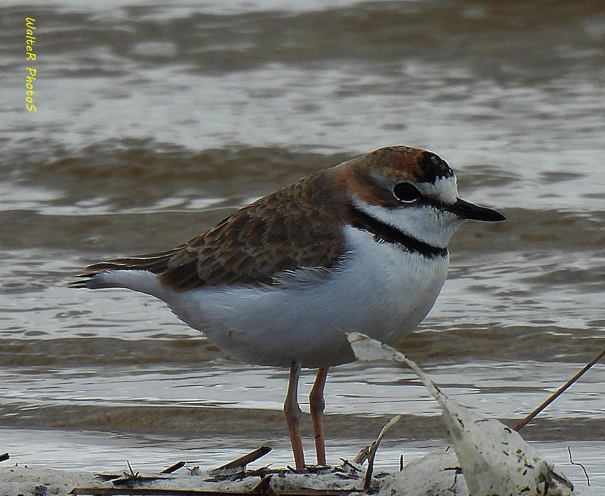 Collared Plover - ML618521896