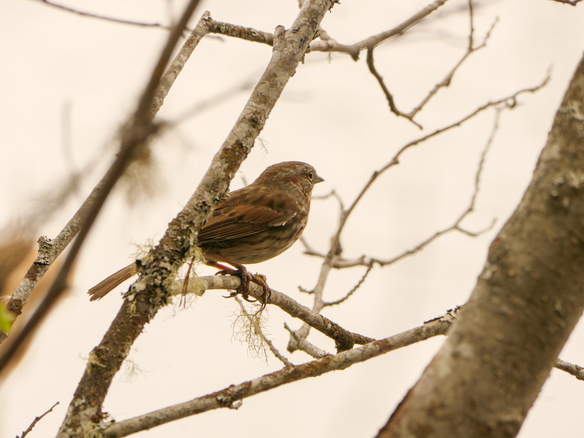 Song Sparrow - ML618521918