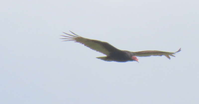 Turkey Vulture - ML618521939