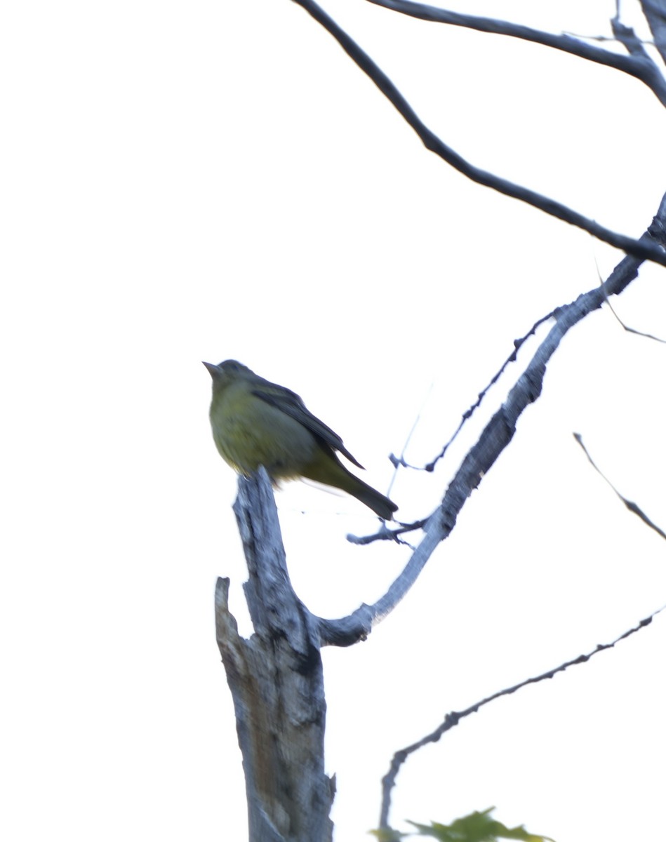 Western Tanager - ML618521964