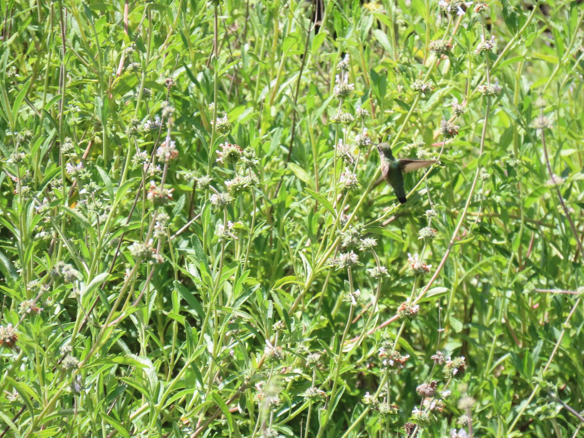 Calliope Hummingbird - ML618522006