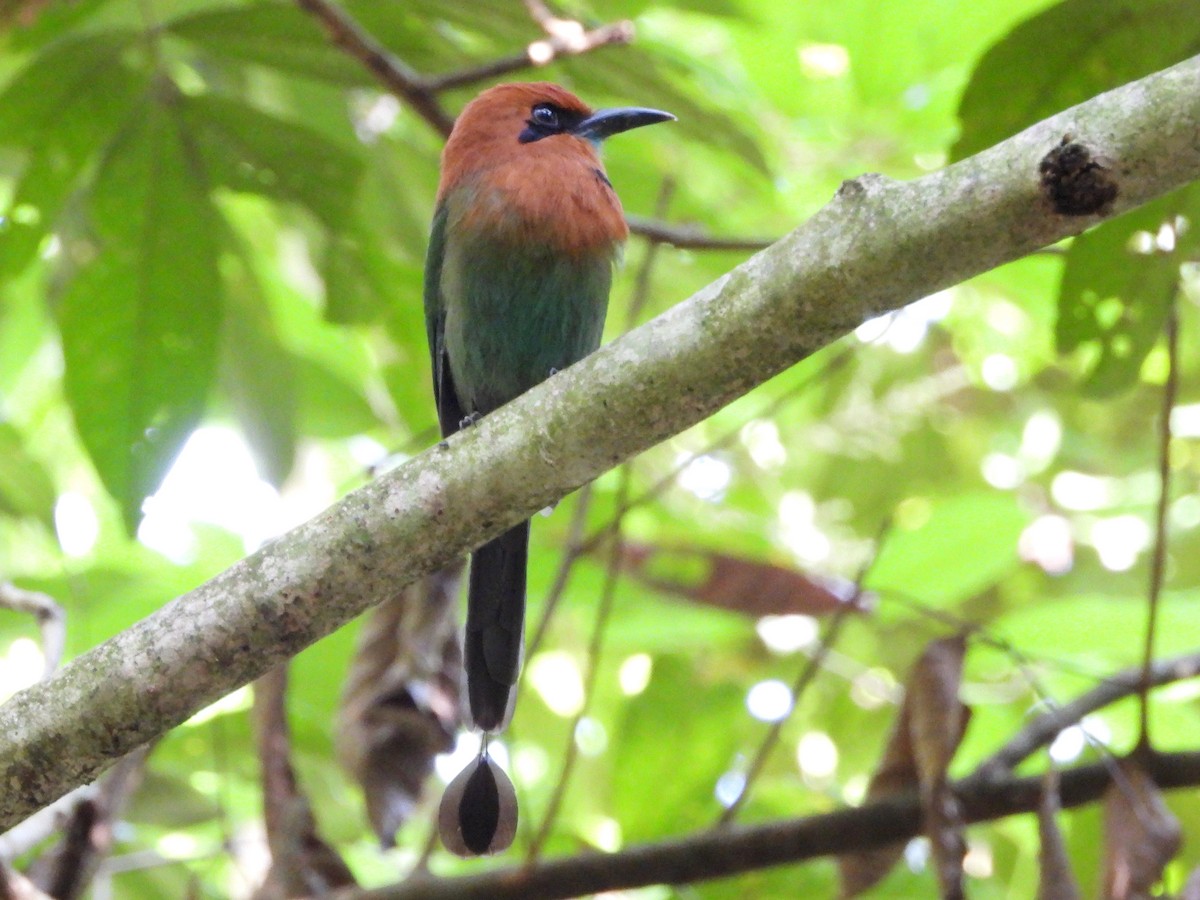 Broad-billed Motmot - Mary Leigh