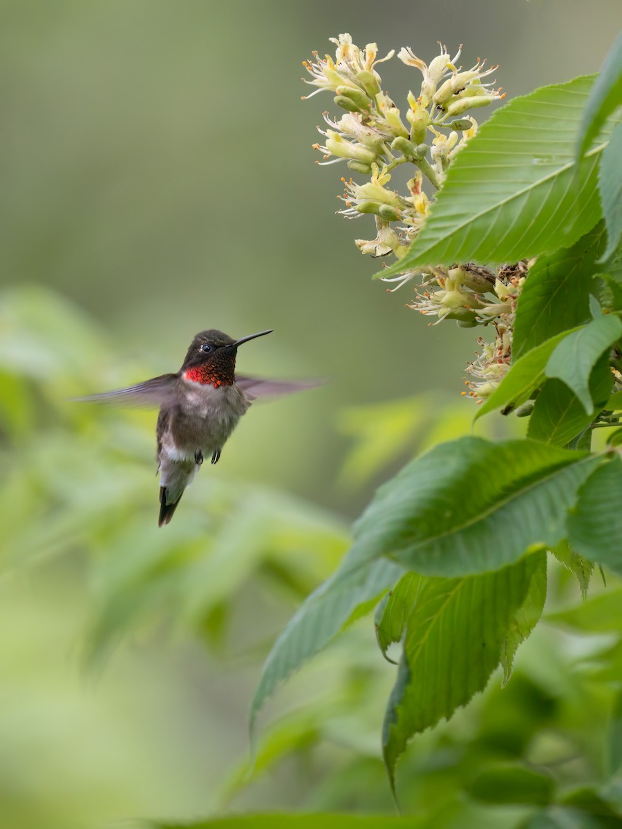 Ruby-throated Hummingbird - Kelly Ballantyne