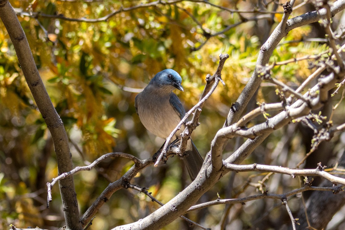 Mexican Jay - ML618522052