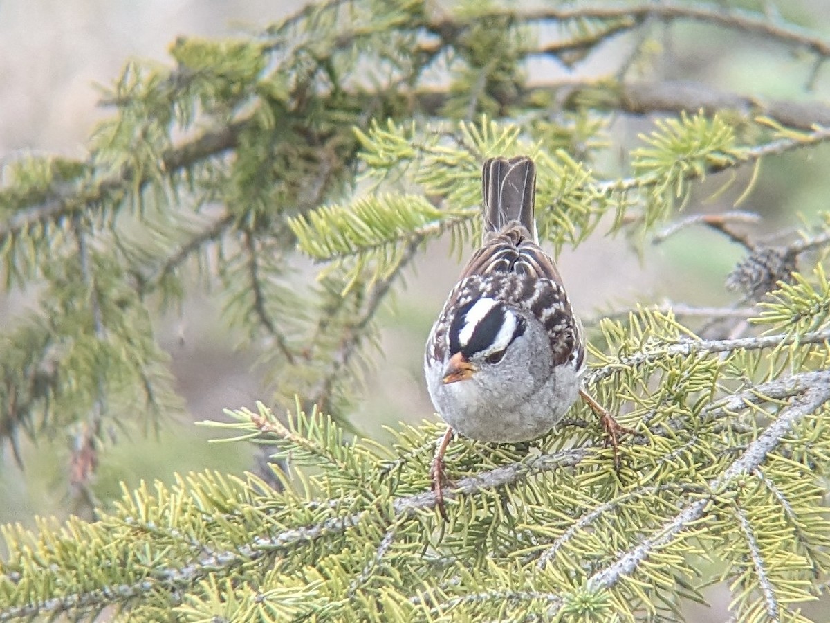 White-crowned Sparrow - ML618522064