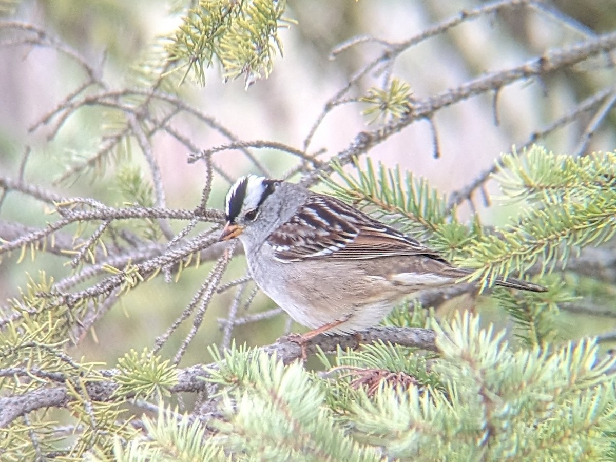 White-crowned Sparrow - Jessica Armand