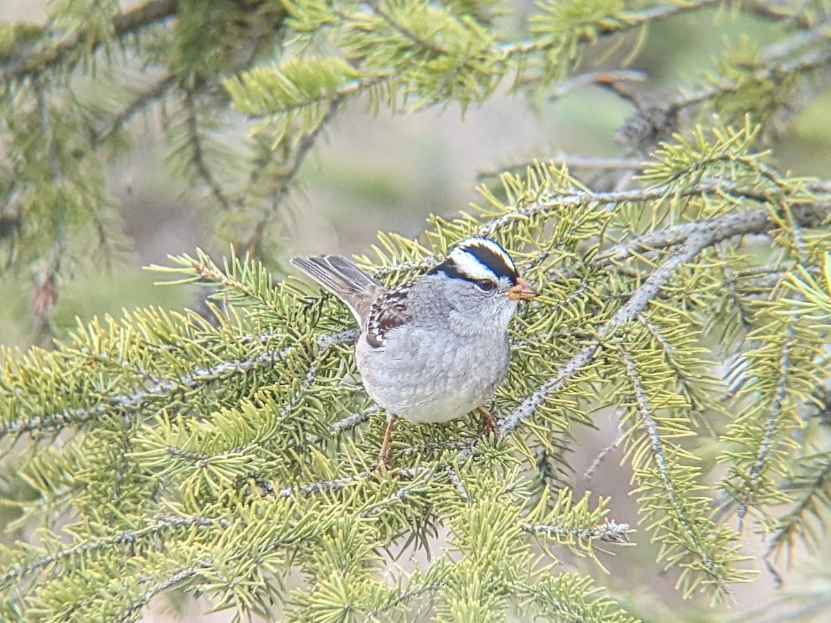 White-crowned Sparrow - ML618522066