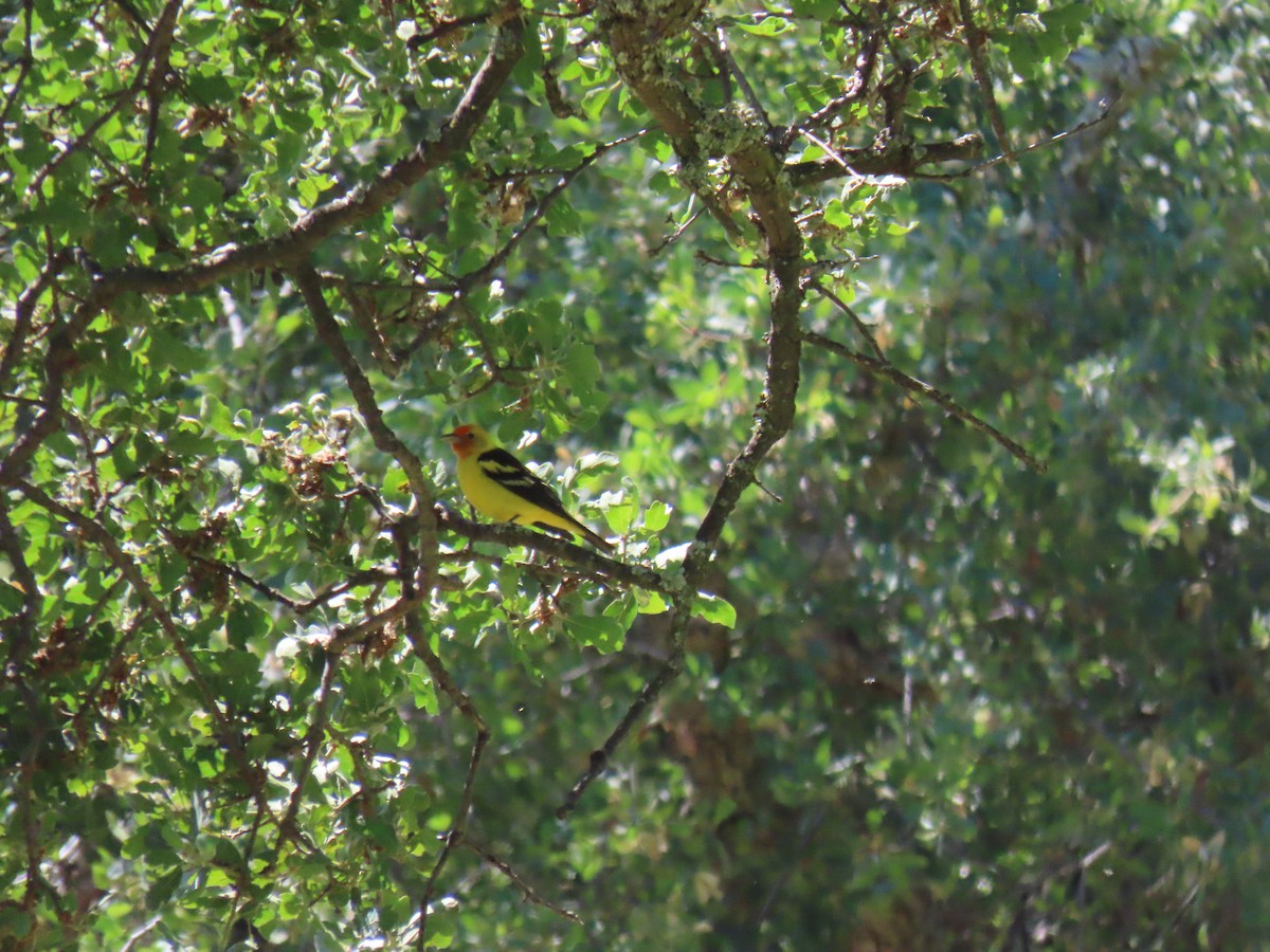 Western Tanager - Erica Rutherford/ John Colbert
