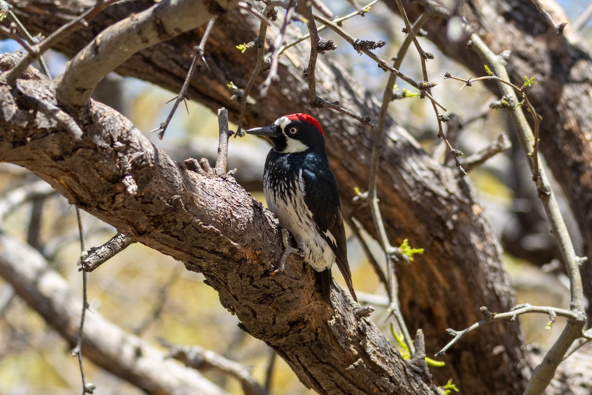 Acorn Woodpecker - ML618522075