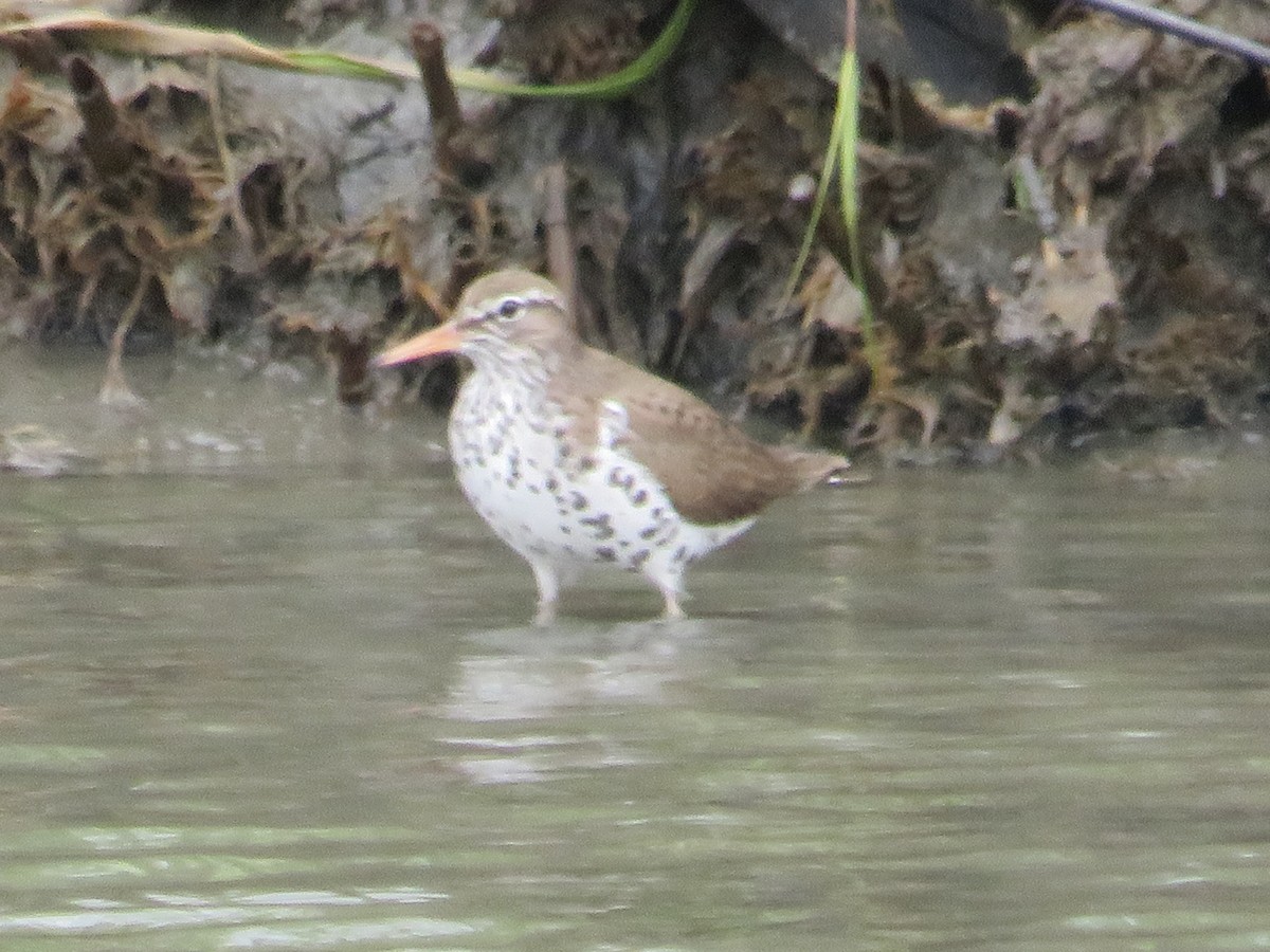 Spotted Sandpiper - Randy Fisher