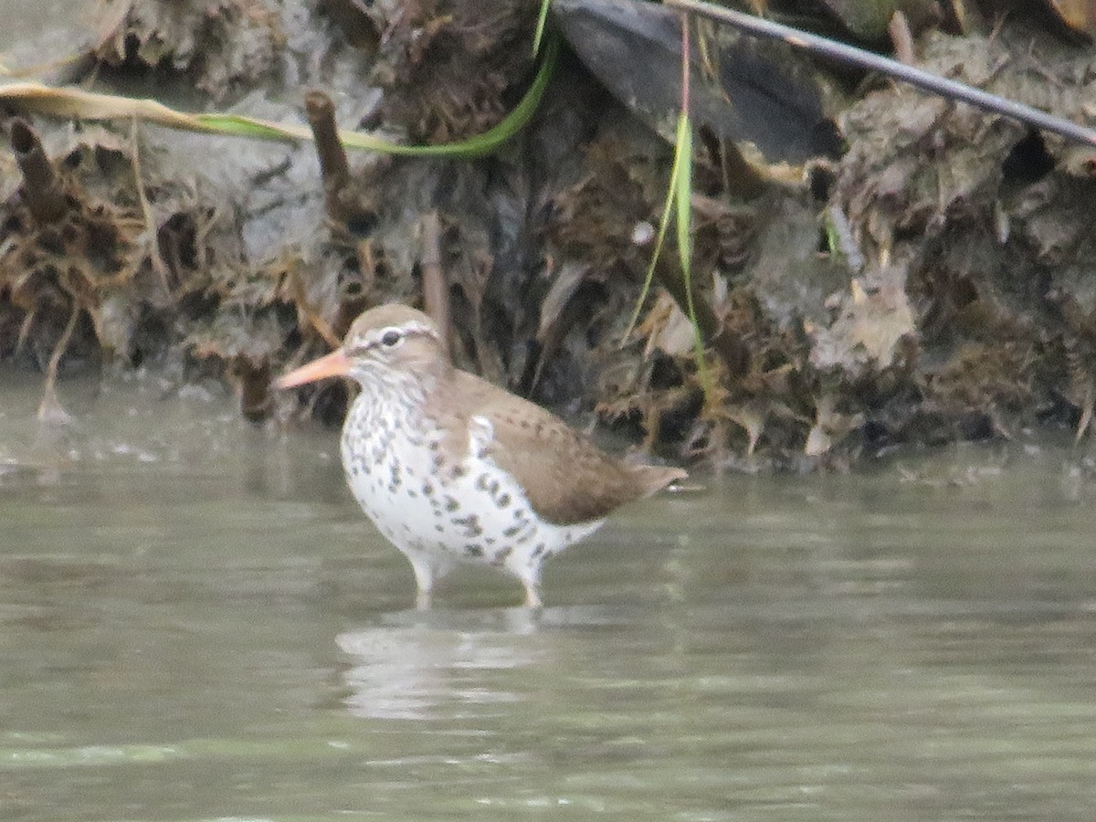 Spotted Sandpiper - Randy Fisher