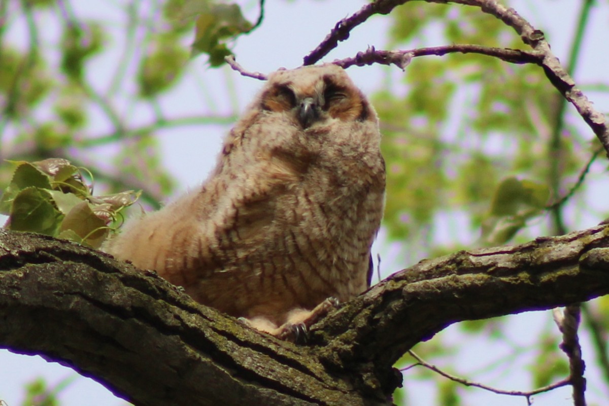 Great Horned Owl - ML618522110
