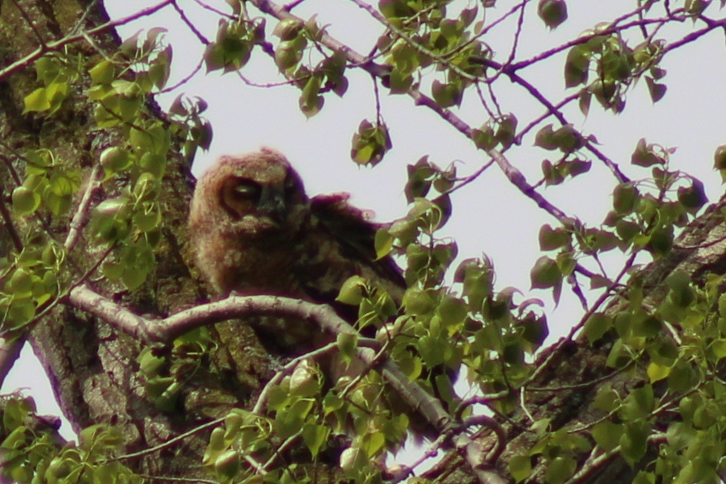 Great Horned Owl - ML618522111