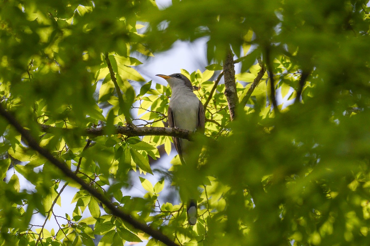 Yellow-billed Cuckoo - ML618522129