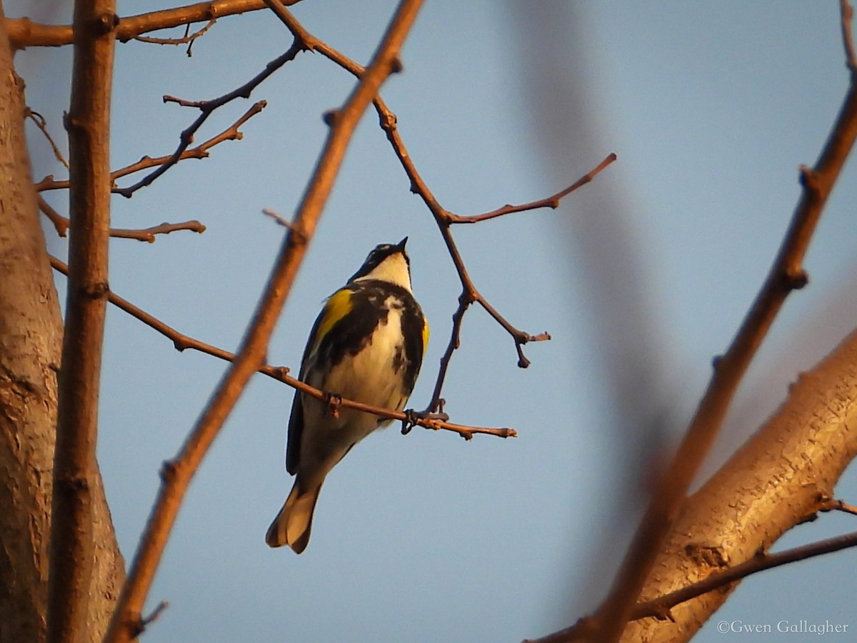 Yellow-rumped Warbler (Myrtle) - ML618522139