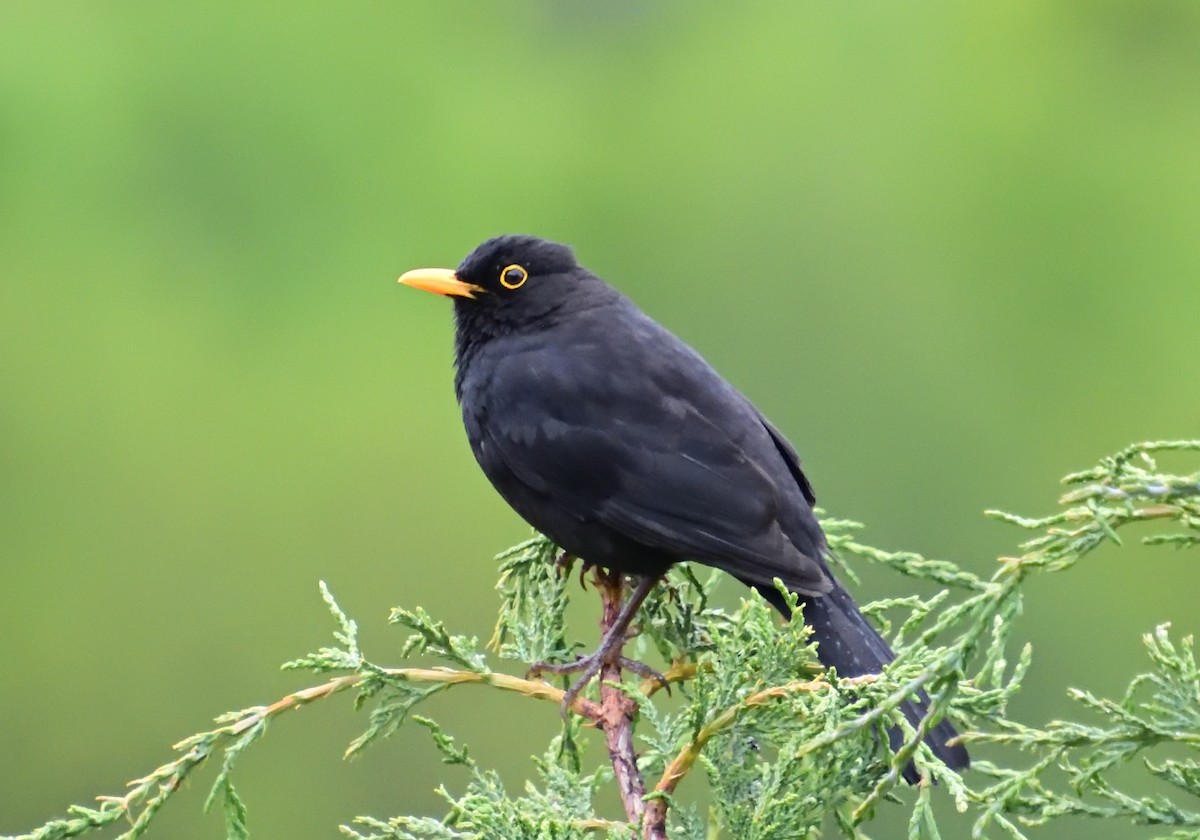 Eurasian Blackbird - ML618522156