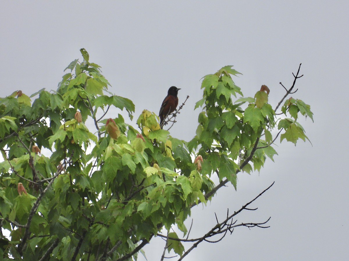 Orchard Oriole - ML618522165