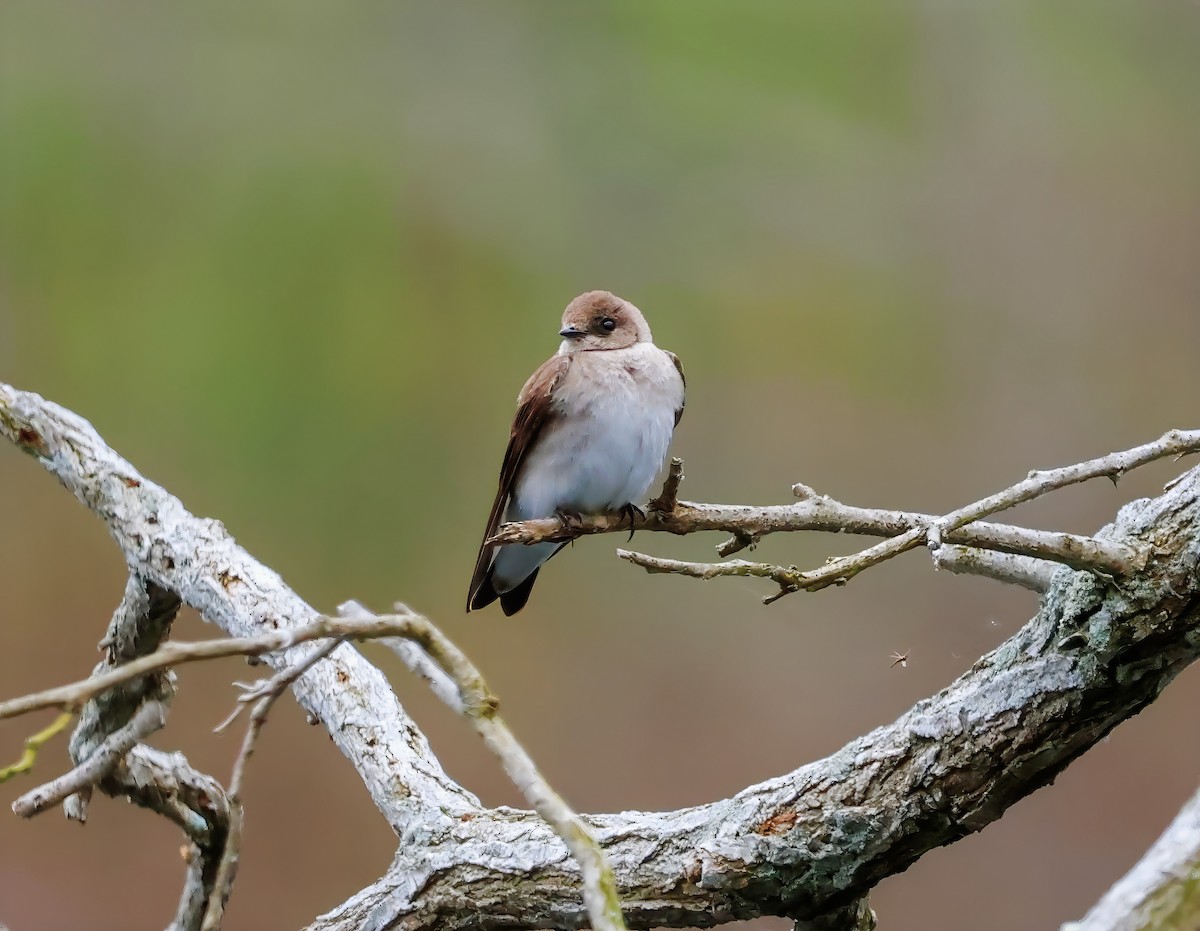 Northern Rough-winged Swallow - ML618522175