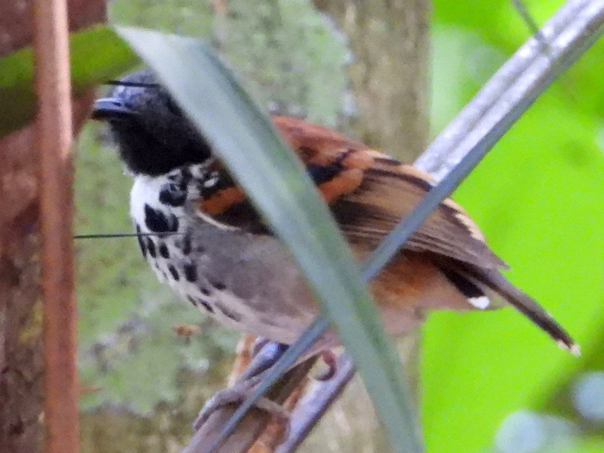 Spotted Antbird - ML618522206
