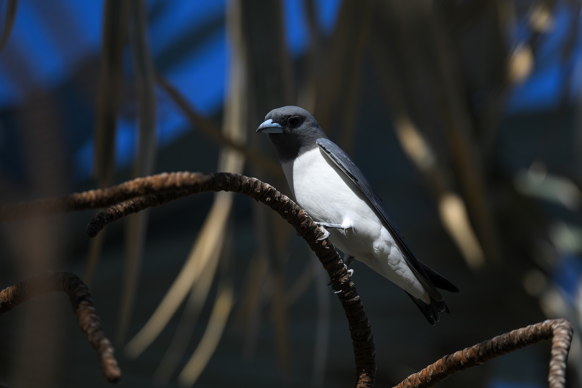 White-breasted Woodswallow - ML618522227