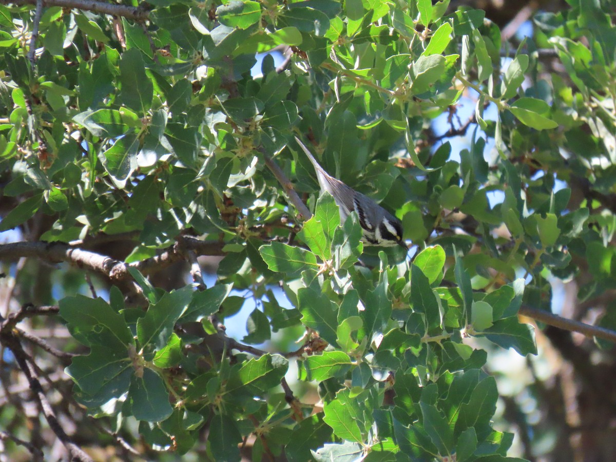 Black-throated Gray Warbler - ML618522264