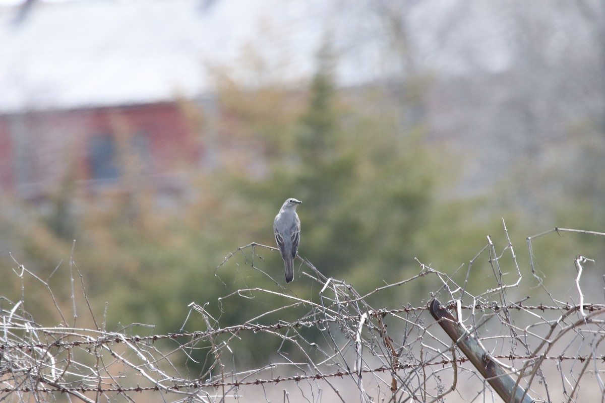 Townsend's Solitaire - ML618522280