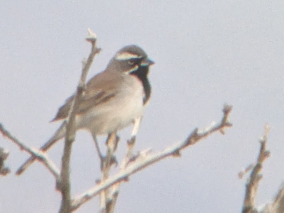 Black-throated Sparrow - ML618522281