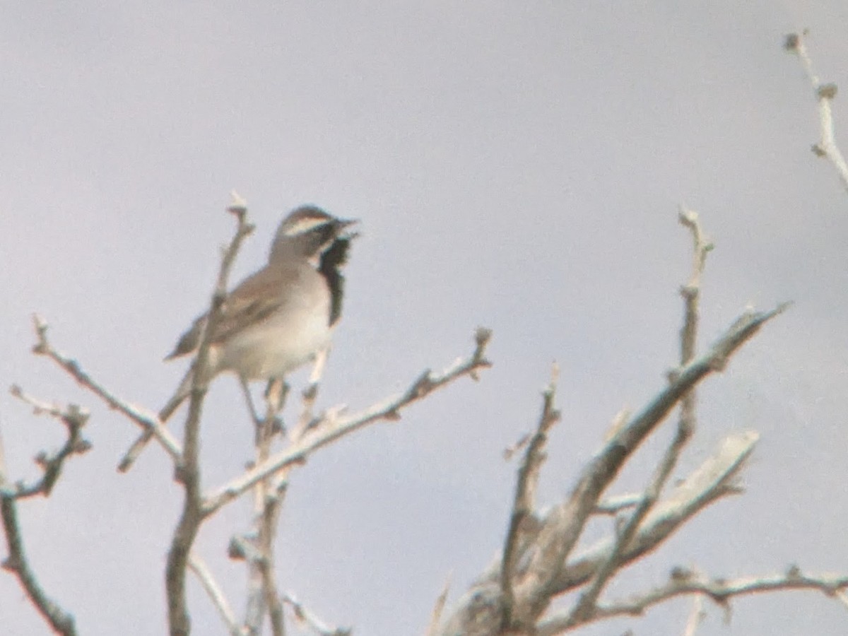 Black-throated Sparrow - ML618522286