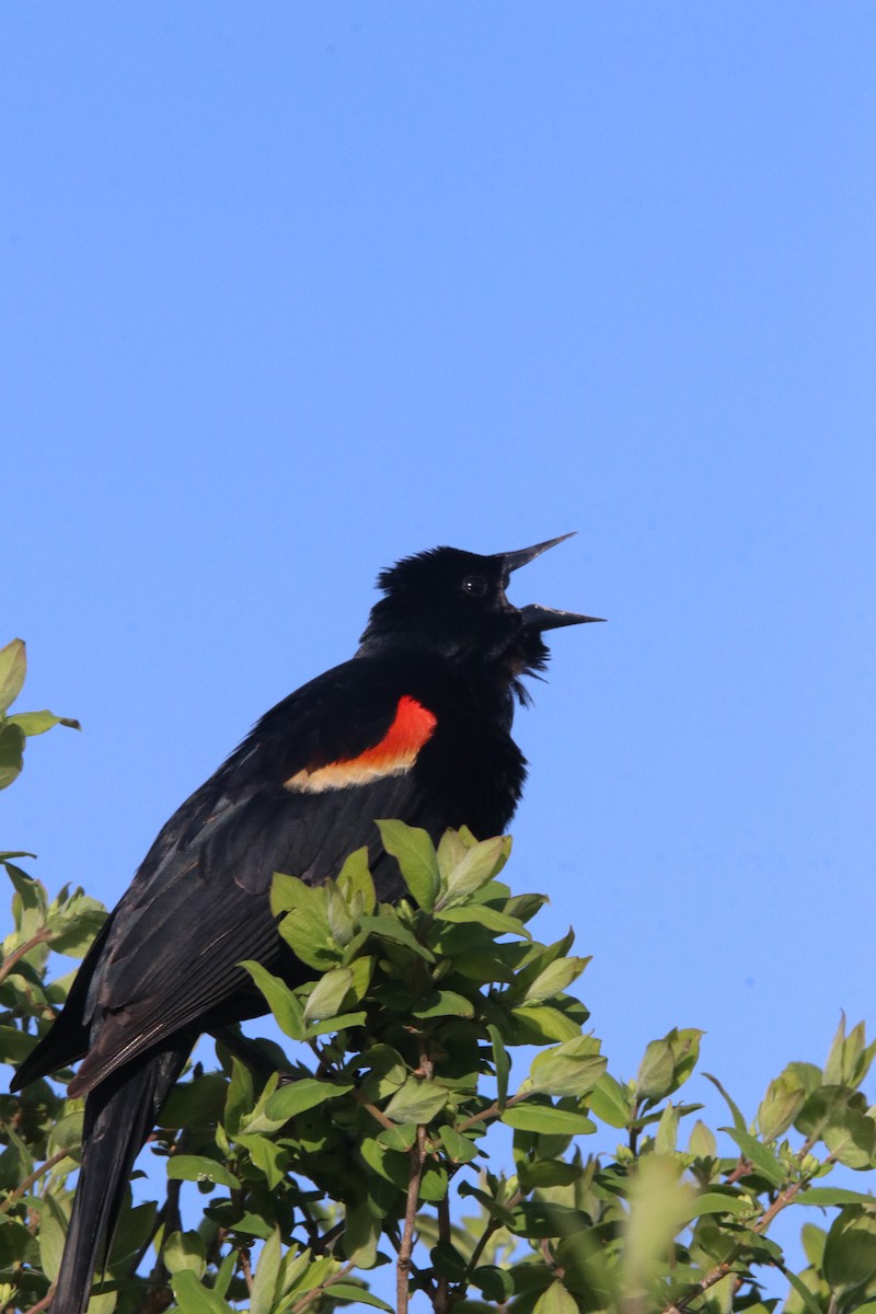 Red-winged Blackbird - ML618522288