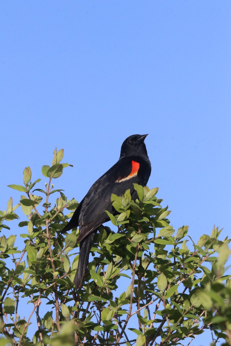 Red-winged Blackbird - ML618522289
