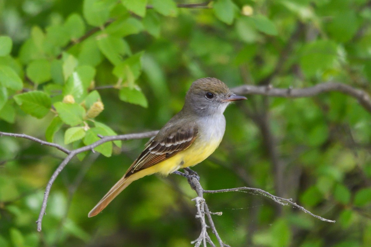Great Crested Flycatcher - ML618522293