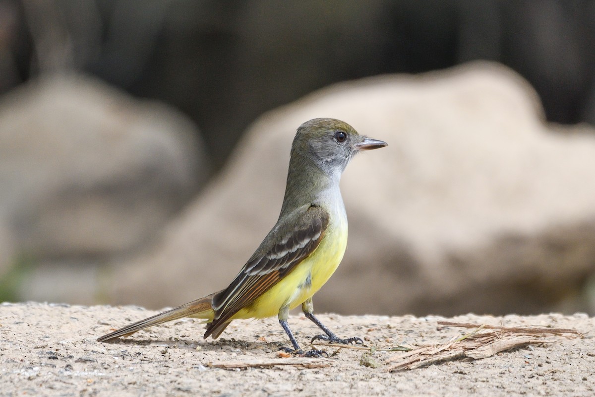 Great Crested Flycatcher - ML618522294