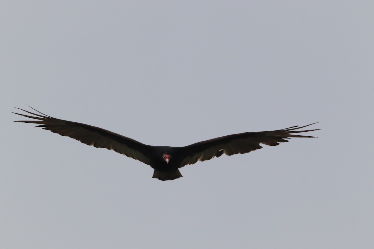 Turkey Vulture - ML618522300