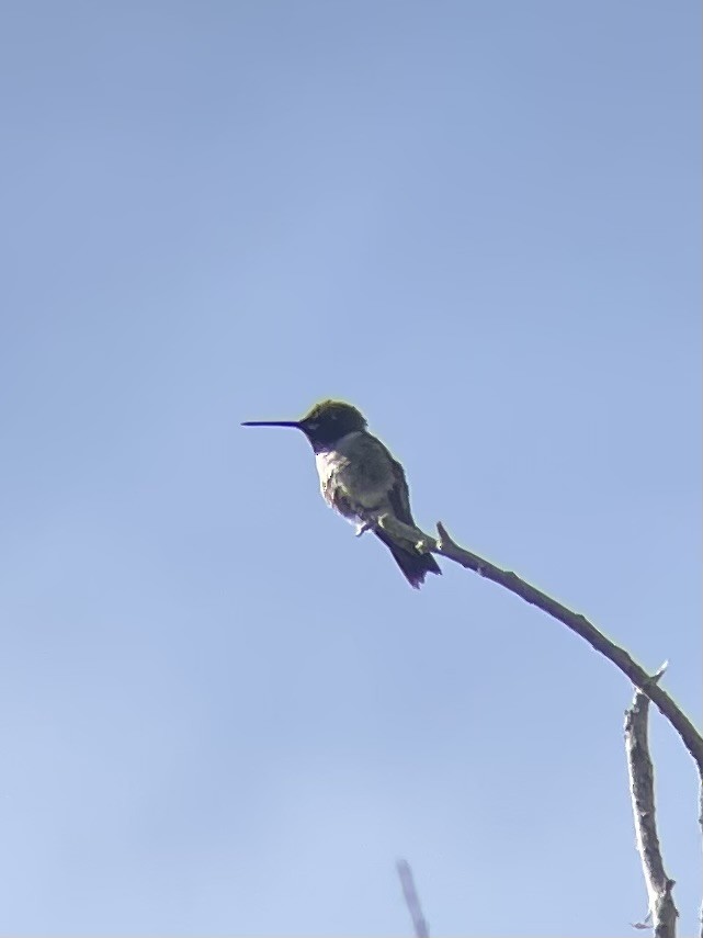 Black-chinned Hummingbird - ML618522317