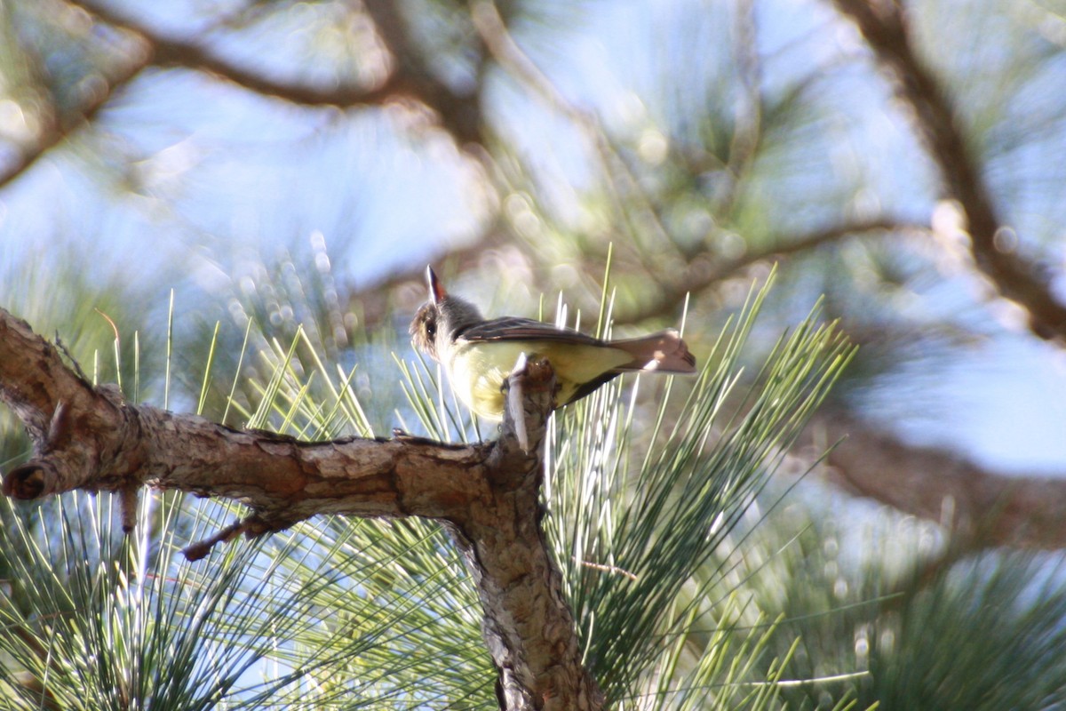 Great Crested Flycatcher - ML618522332