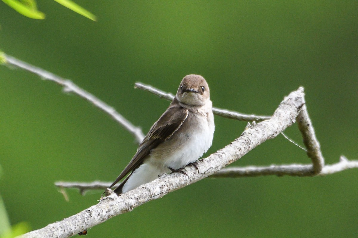 Northern Rough-winged Swallow - ML618522365