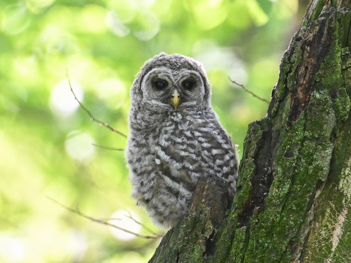 Barred Owl - ML618522382