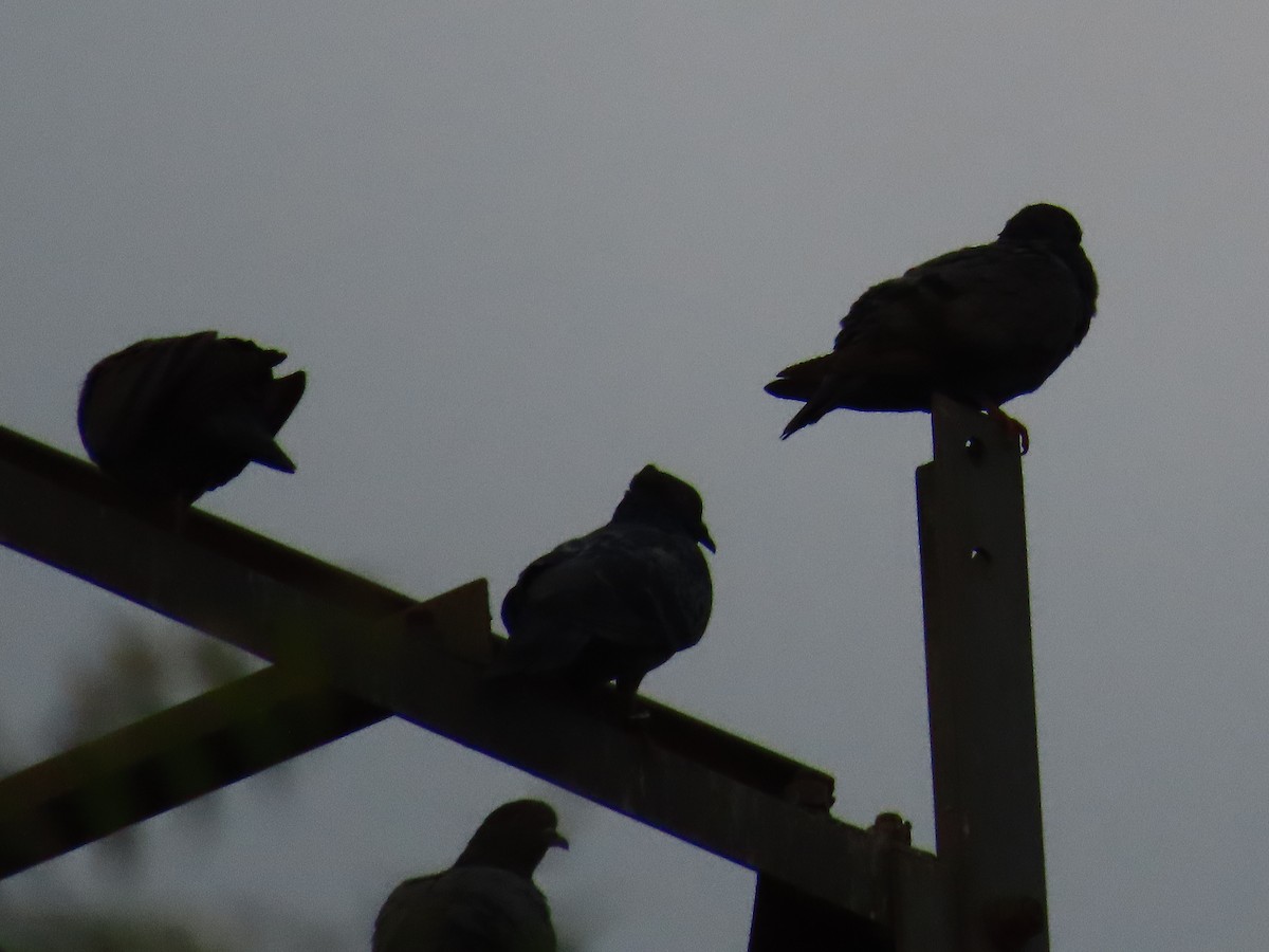 Rock Pigeon (Feral Pigeon) - ML618522403