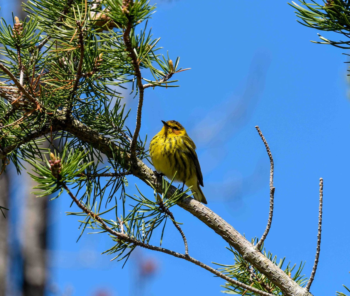 Cape May Warbler - ML618522419