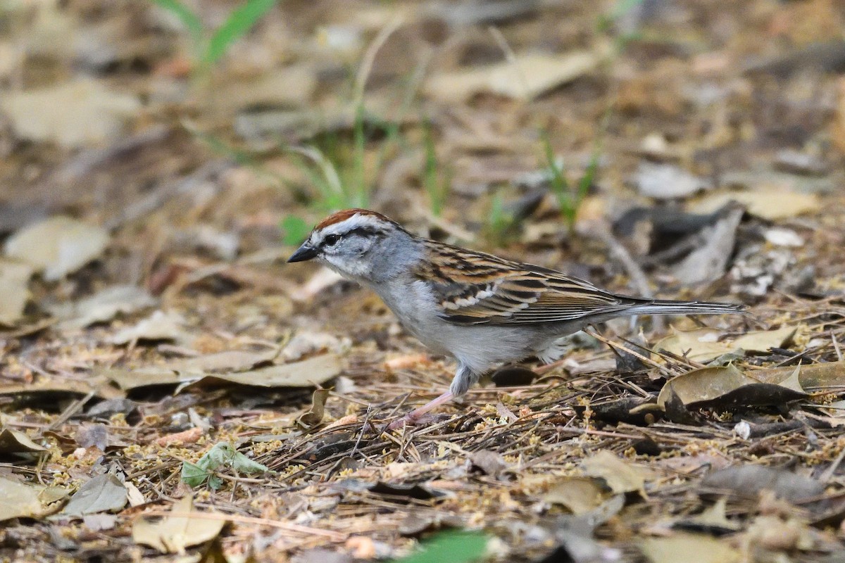 Chipping Sparrow - ML618522443