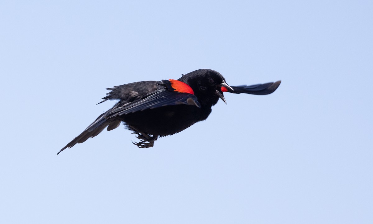 Red-winged Blackbird (California Bicolored) - ML618522447