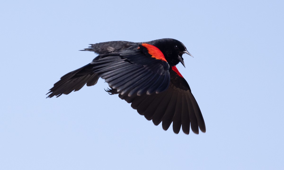 Red-winged Blackbird (California Bicolored) - ML618522448