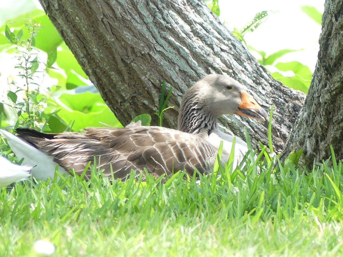 Graylag Goose (Domestic type) - Betty Holcomb