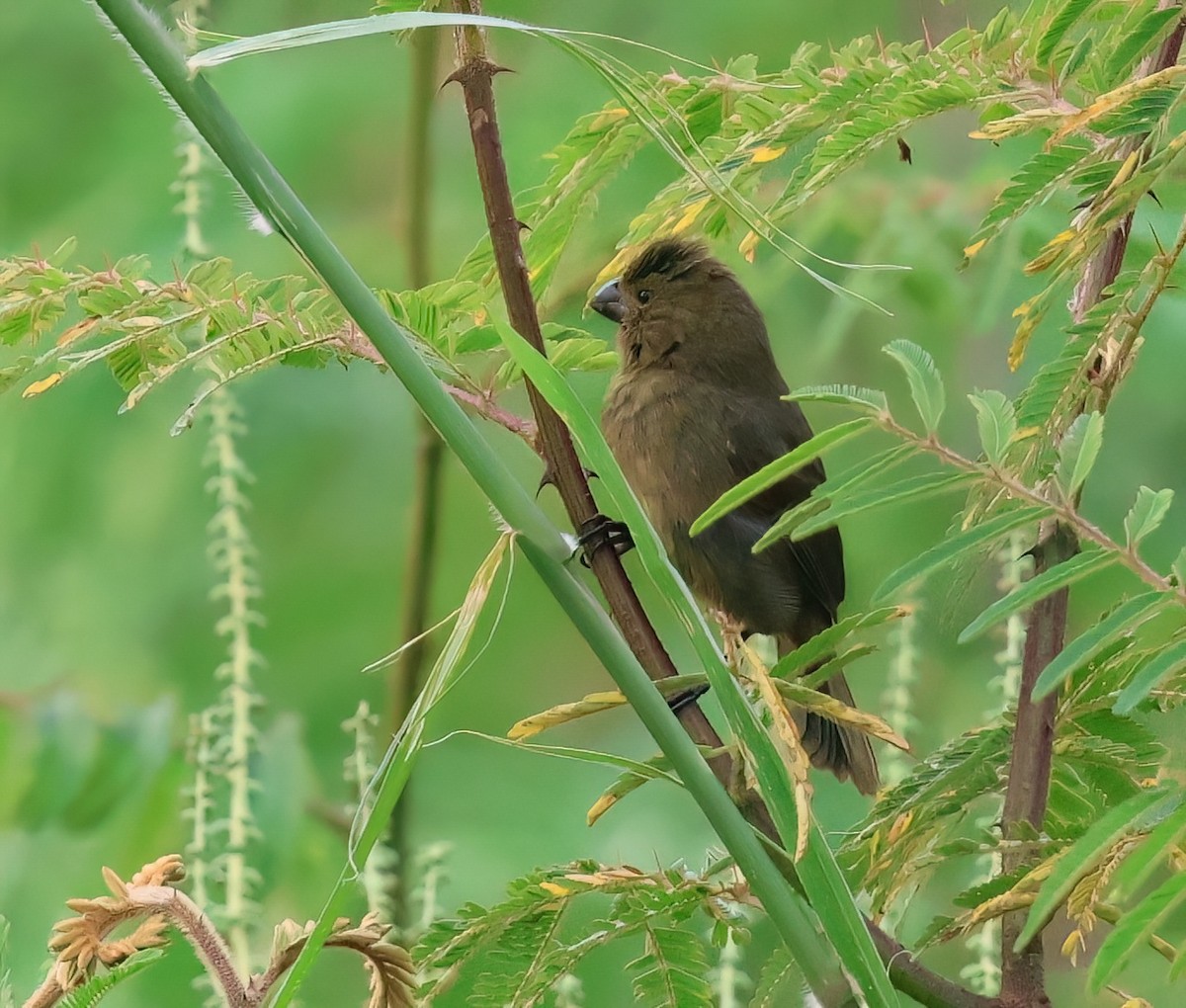 Variable Seedeater - ML618522471